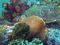 Apo - Coconut - Turtle
